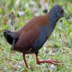 image of bird