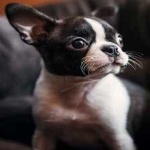 image of animal