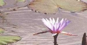 image of water_lilly