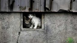 image of feral_cats