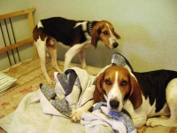image of walker_hound