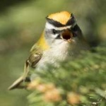 image of bird