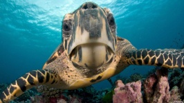 image of animal