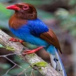 image of bird