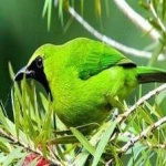 image of bird
