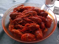 image of crayfish