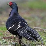 image of bird