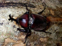 image of rhinoceros_beetle