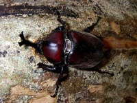 image of rhinoceros_beetle #14