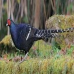 image of bird