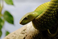 image of green_mamba