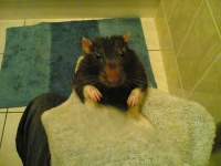 image of bath_towel