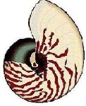 image of nautilus