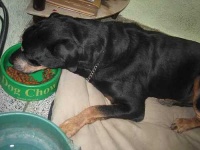 image of rottweiler