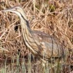 image of american_bittern #13