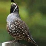 image of bird