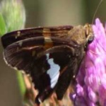 image of animal