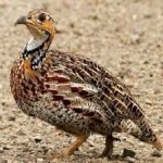 image of bird