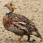 image of black_francolin #11