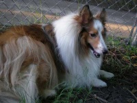 image of shetland_sheepdog