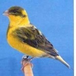 image of bird