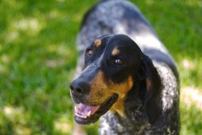 image of bluetick
