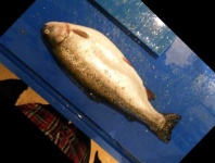 image of fish