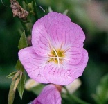 image of flower