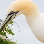 image of bird