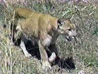 image of cougar_body