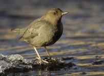 image of water_ouzel