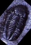 image of trilobite
