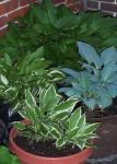 image of pot