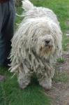 image of komondor