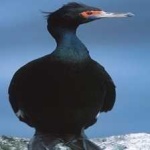 image of bird