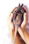 image of armadillo