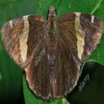 image of banded_butterfly #104