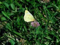 image of cabbage_butterfly