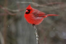 image of cardinal