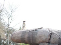 image of patas
