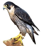 image of falcon