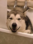 image of malamute