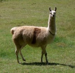 image of llama