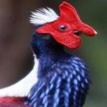 image of bird