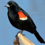 image of bird