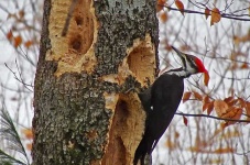 image of woodpecker #4