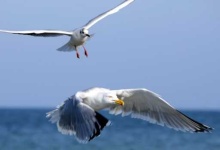 image of seagull