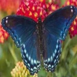 image of animal