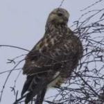 image of bird