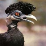 image of bird